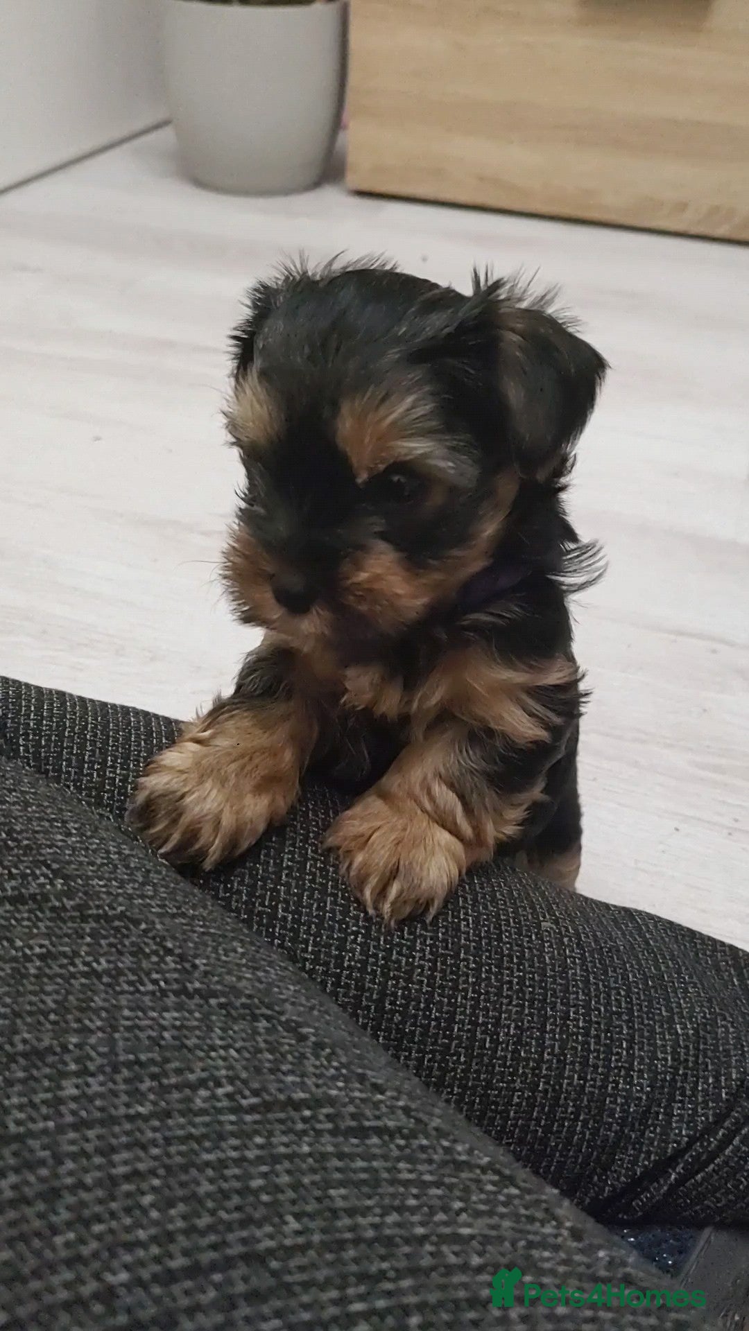 Yorkshire Terrier dogs Adorable Mini Yorkshire Terrier Puppies - Advert 11