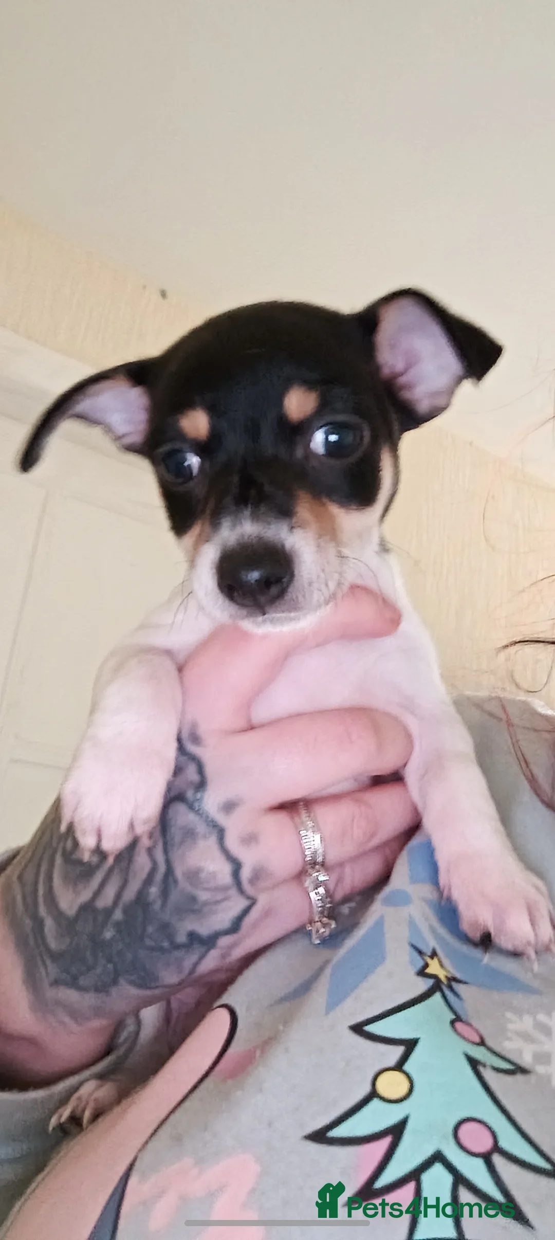 Jack Chi dogs for sale: Jack chi pups for sale in Burnley - Advert 3