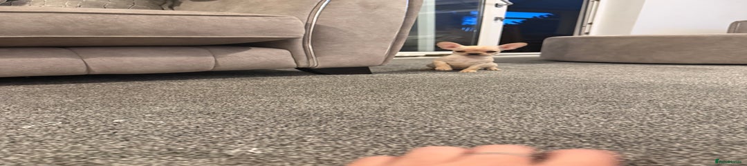 Mixed Breed Puppy 4