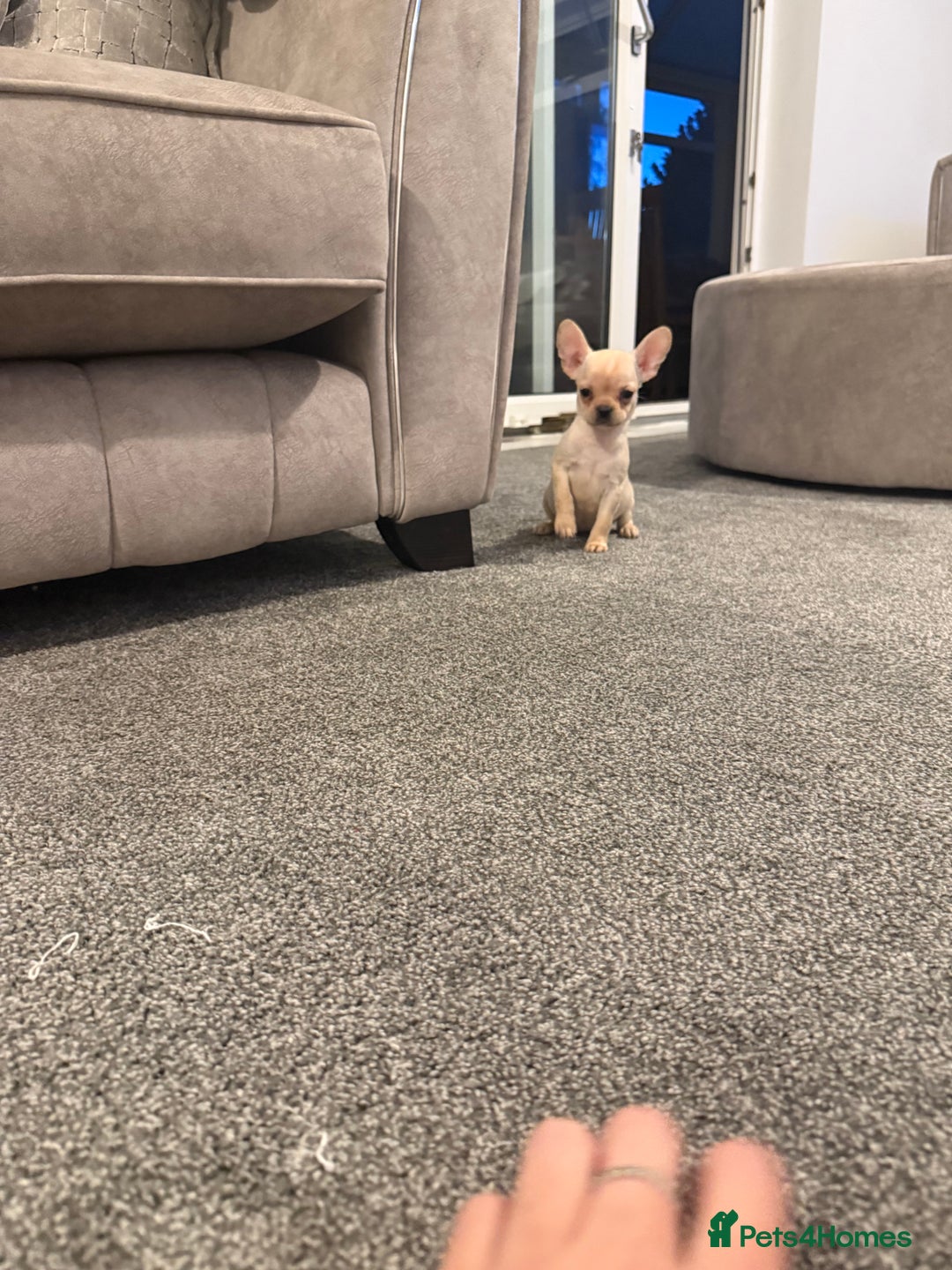 Mixed Breed dogs for sale: Frenchie x chihuahua pups - Image 6