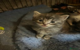 Maine Coon cats for sale: Maine coon kittens  - Image 12