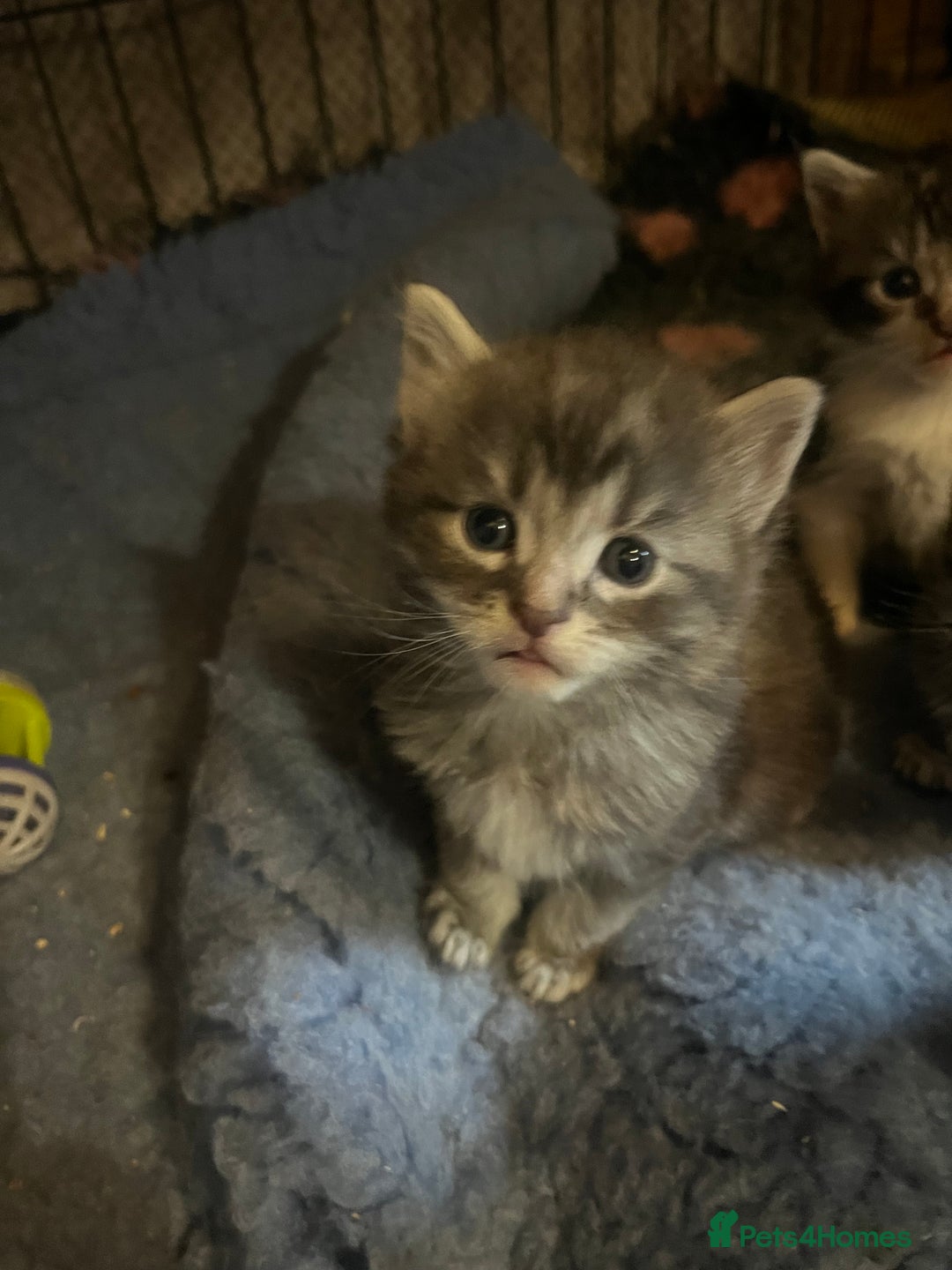 Maine Coon cats for sale: Maine coon kittens  - Image 12