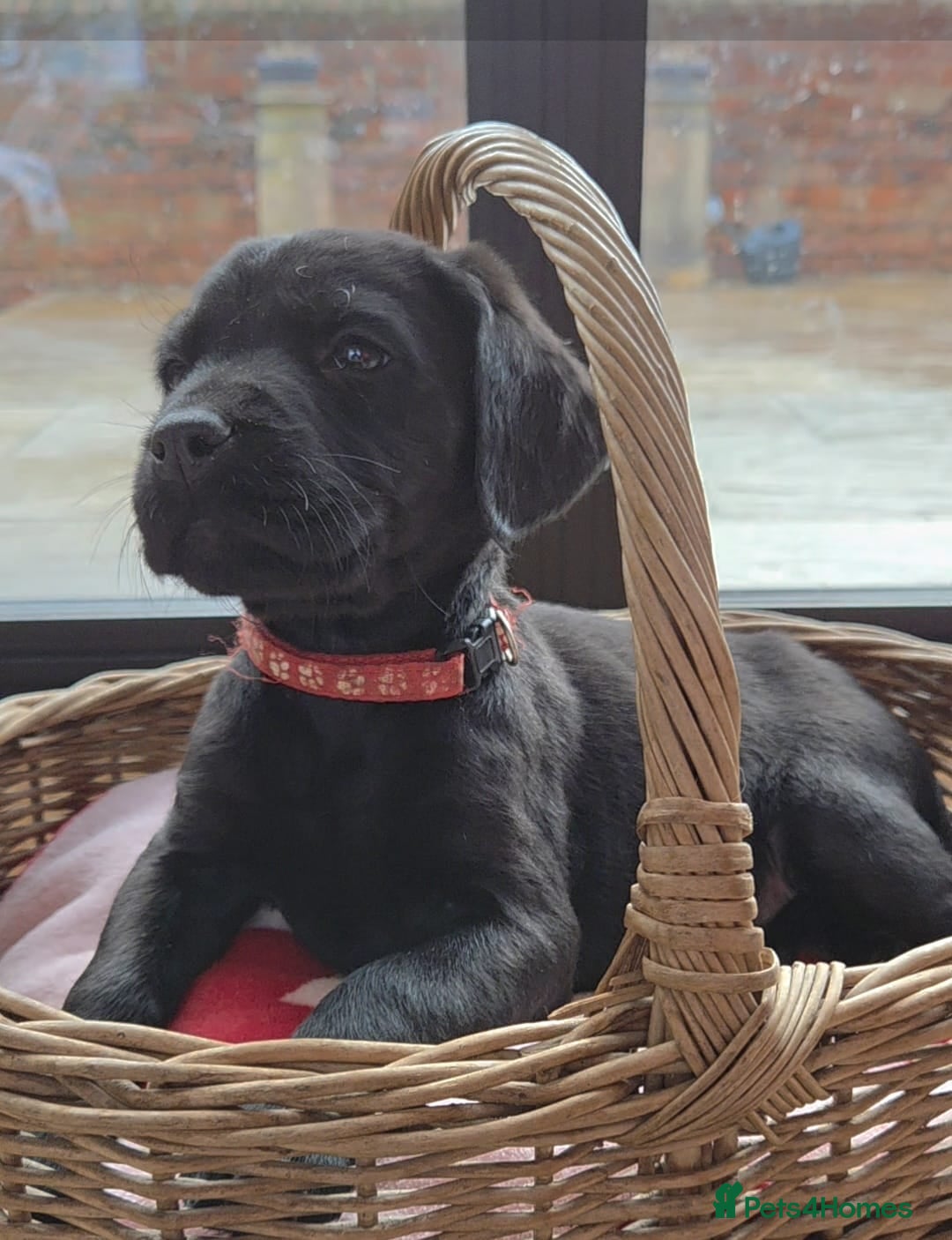 Mixed Breed dogs Irish Water Spaniel mum and Fox Red Labrador dad - Advert 16