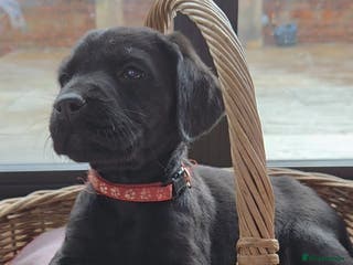 Mixed Breed dogs Irish Water Spaniel mum and Fox Red Labrador dad - Advert 16