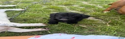 Cairn Terrier dogs for sale: Cairn terrier  in Gaerwen - Advert 11