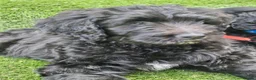 Goldendoodle dogs for sale: Beautiful f1 Goldendoodles  - Advert 14
