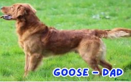 Golden Retriever dogs for sale: KC Registered Golden Retriever Puppies FOR SALE 🐾 - Image 4