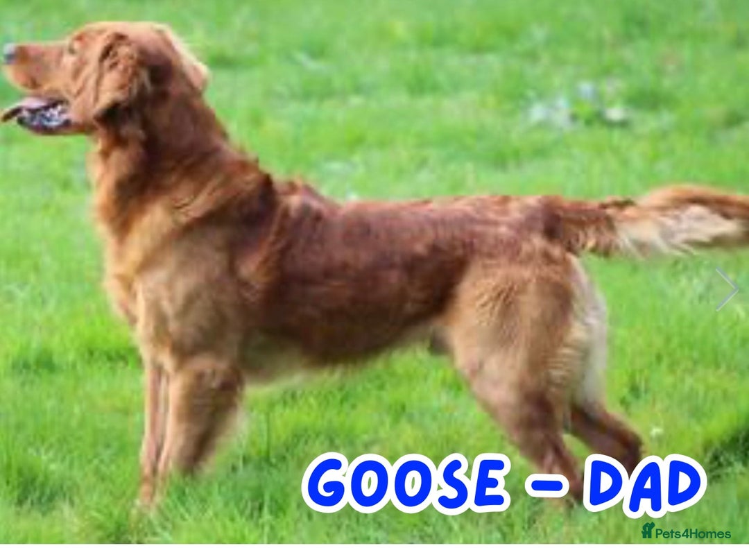 Golden Retriever dogs for sale: KC Registered Golden Retriever Puppies FOR SALE 🐾 - Image 4