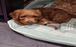 Cockapoo dogs for sale: 1 BOY LEFT! cockapoo F1b, PRA tested - Image 1