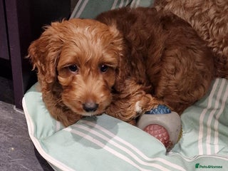 Cockapoo dogs - Advert 22