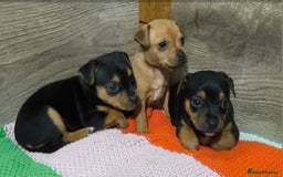 Jack Russell dogs for sale: Beautiful Jack Russell Terrier Puppies - Image 8