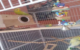 Budgerigars birds for sale:  budgies - Image 2