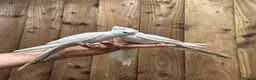 Mixed Breed birds for sale: Baby cocktails  - Advert 3
