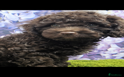 Cockapoo dogs for sale: READY NOW !! sable & brindle tri colour cockapoos - Image 20