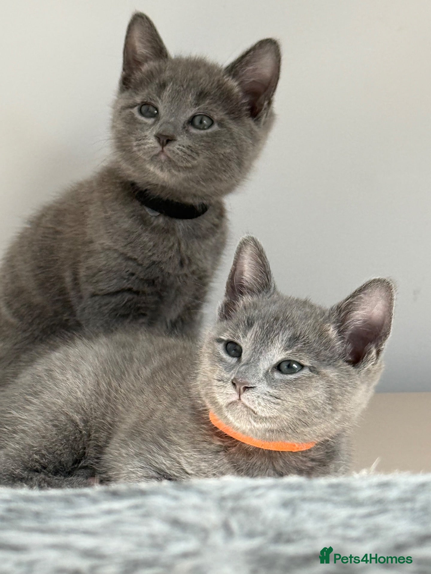 Russian Blue cats Beautiful Russian Blue Kittens - Advert 6