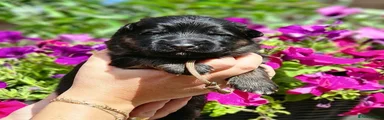 German Shepherd Puppy 1