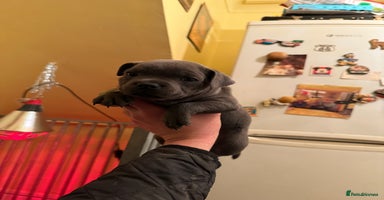 Staffordshire Bull Terrier dogs One 🏆 multi int champion Zeus kante - Advert 10