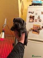 Staffordshire Bull Terrier dogs One 🏆 multi int champion Zeus kante - Advert 4