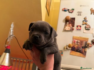 Staffordshire Bull Terrier dogs One remaining 🏆 multi int champion Zeus kante - Advert 1