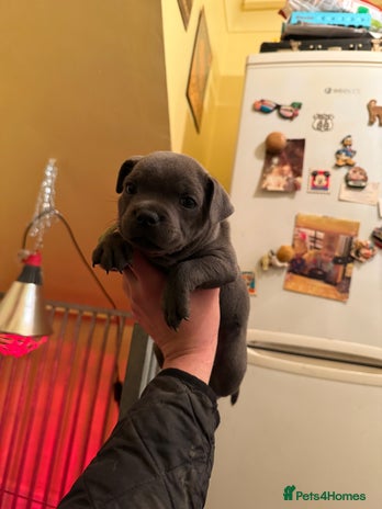 Staffordshire Bull Terrier dogs One remaining 🏆 multi int champion Zeus kante - Advert 9