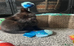 British Longhair cats for sale: Honey’s Kittens!  - Image 22