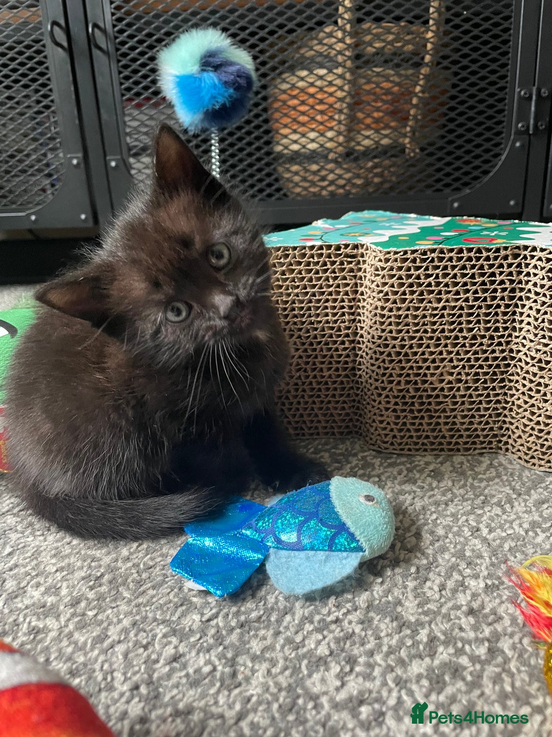 British Longhair cats for sale: Honey’s Kittens!  - Image 22