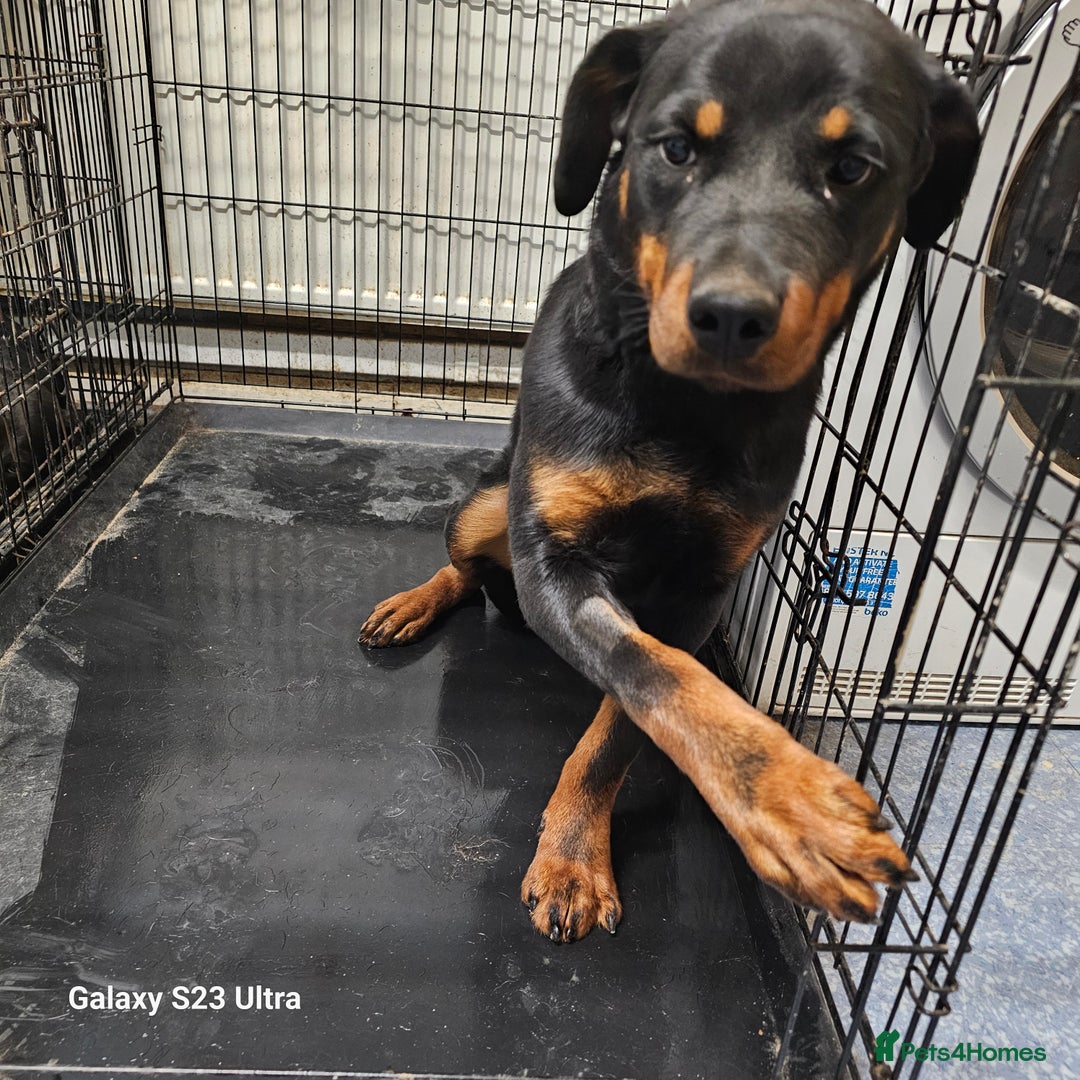 Rottweiler dogs for sale: 6 month old female rottweiler  - Advert 3
