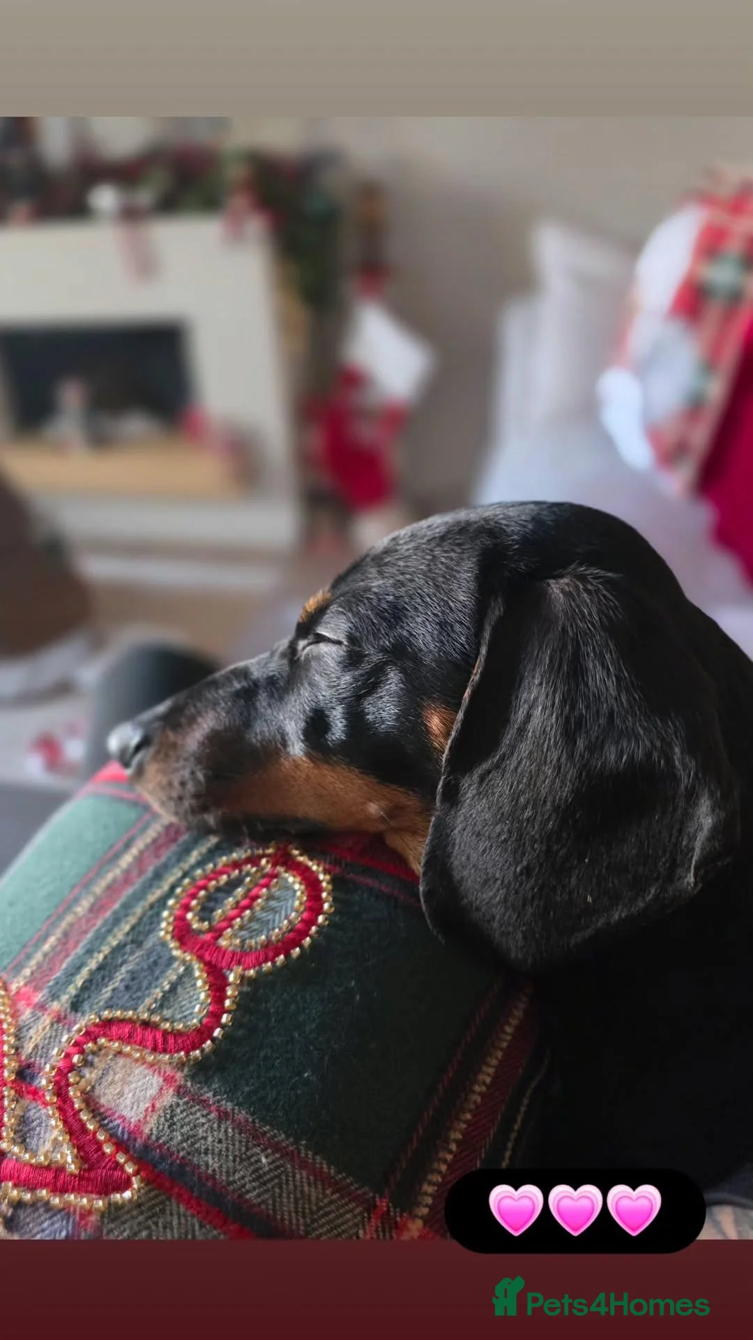 Dachshund dogs for sale: Miniature Dachshund  - Advert 4