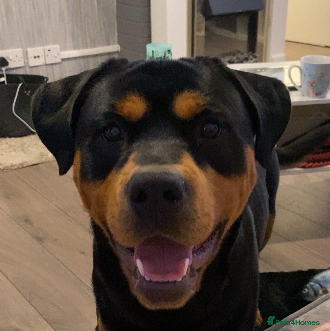 Rottweiler dogs for stud: Bruce the Rottweiler  - Image 1