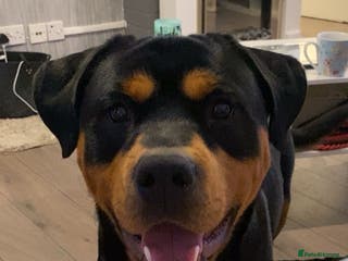 Rottweiler dogs Bruce the Rottweiler - Advert 4