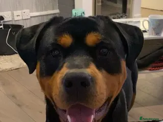 Rottweiler dogs Bruce the Rottweiler - Advert 16