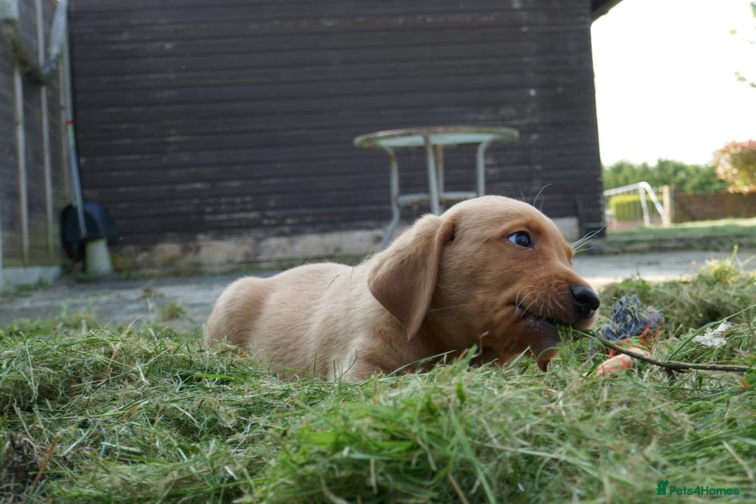 Labrador Retriever dogs for sale: STUNNING GOLDEN/FOX RED KC REG LABRADOR RTL - Image 4