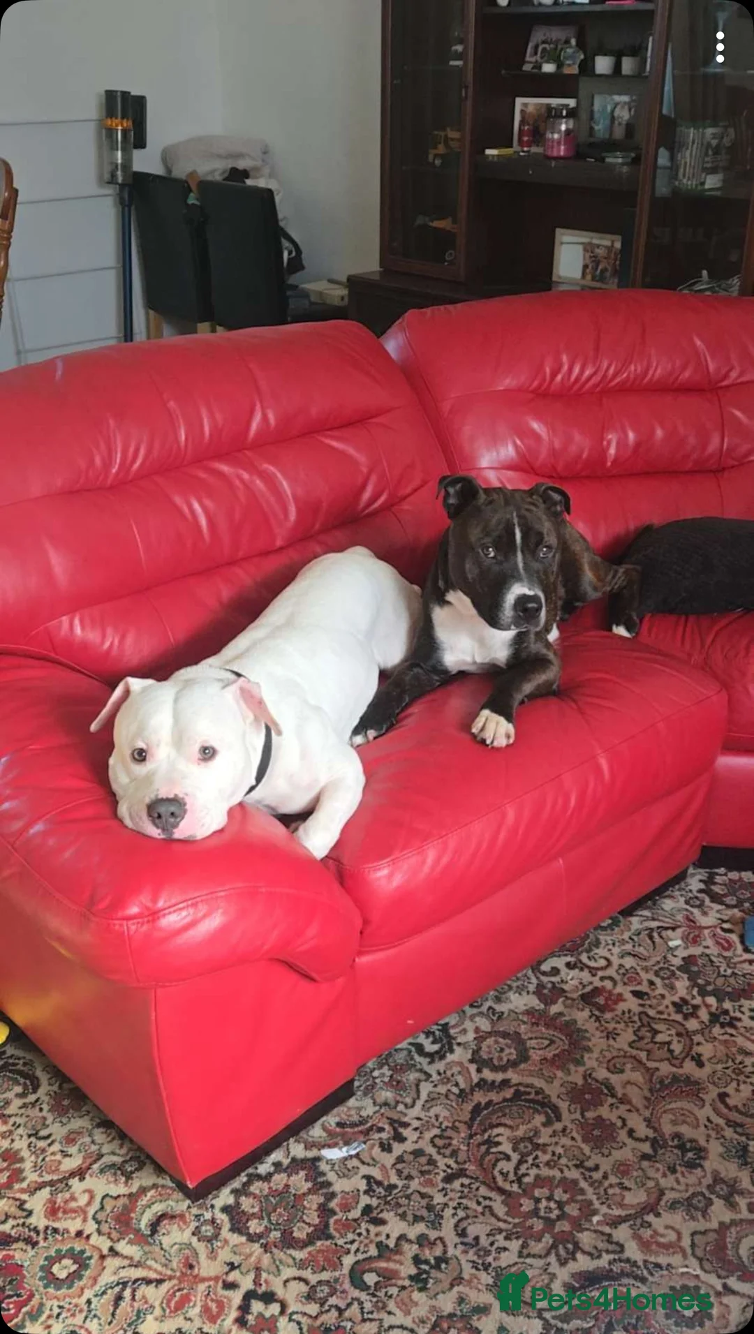 Staffordshire Bull Terrier dogs for sale: 2 dogs urgently need re homing  in Ilfracombe - Advert 2