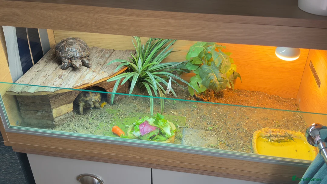 Tortoise reptiles for sale: Horsefield tortoise with complete setup - Advert 2