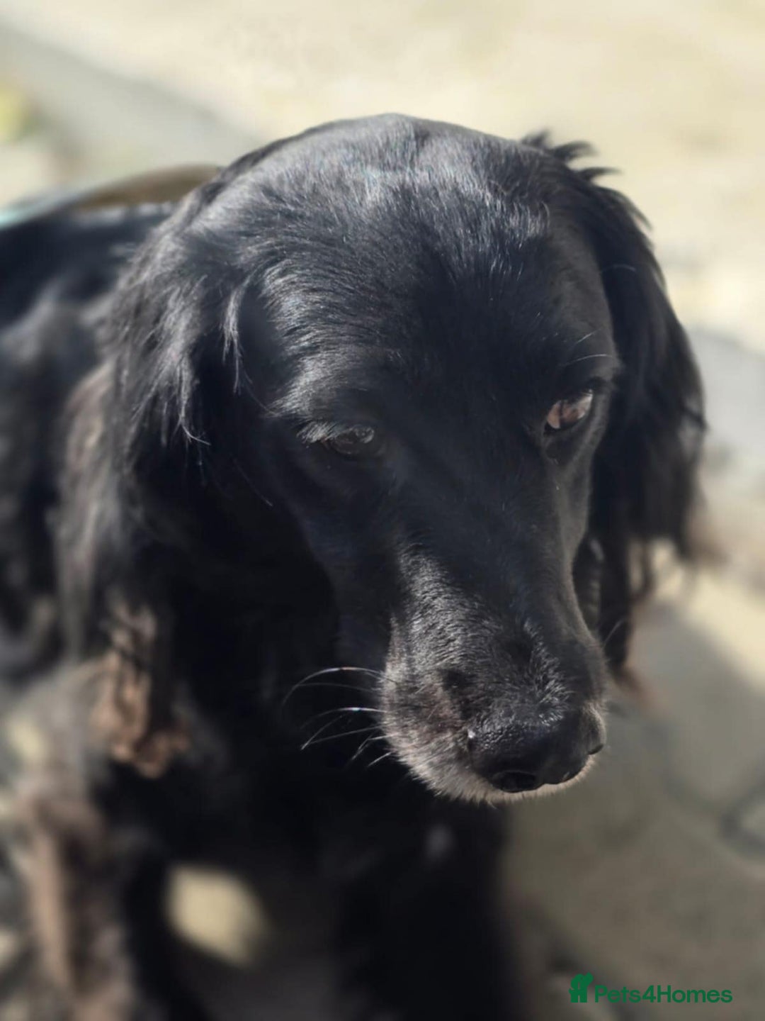 Cocker Spaniel dogs for adoption: Gino ! - Advert 4