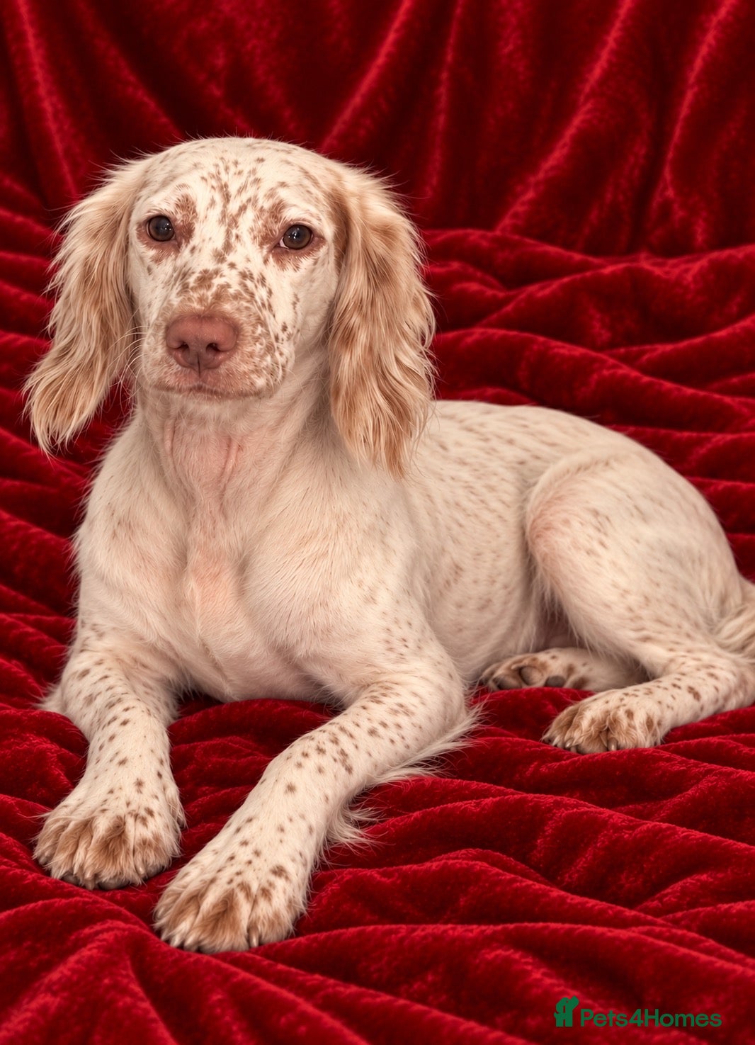 Cocker Spaniel dogs for sale: Loving cocker spaniel girl - Advert 2