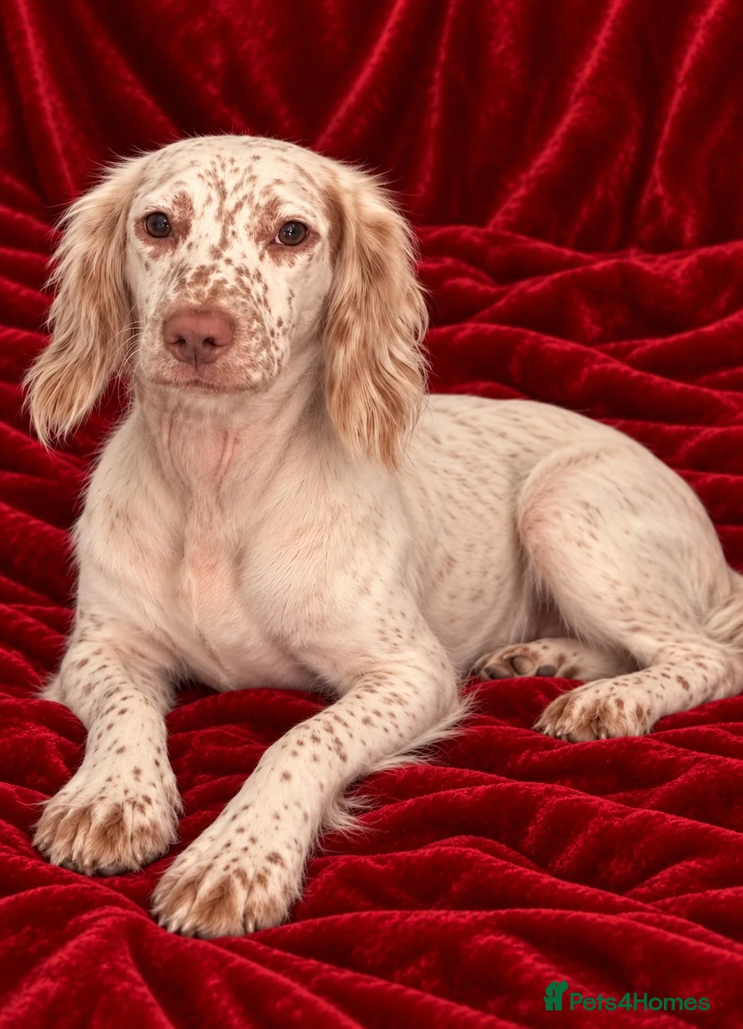 Cocker Spaniel dogs for sale: Loving cocker spaniel girl - Advert 1