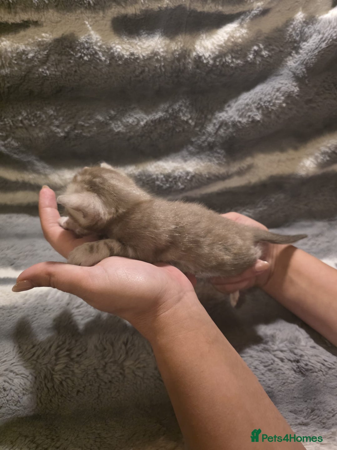 Bengal cats for sale: Rare Bengal babies - Image 24