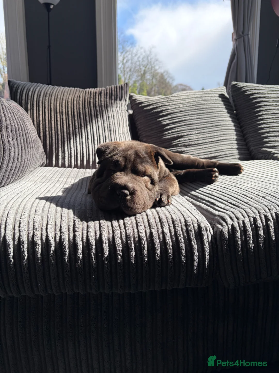 Shar Pei dogs for sale: Female Shar Pei - Luna🐶 - Advert 5