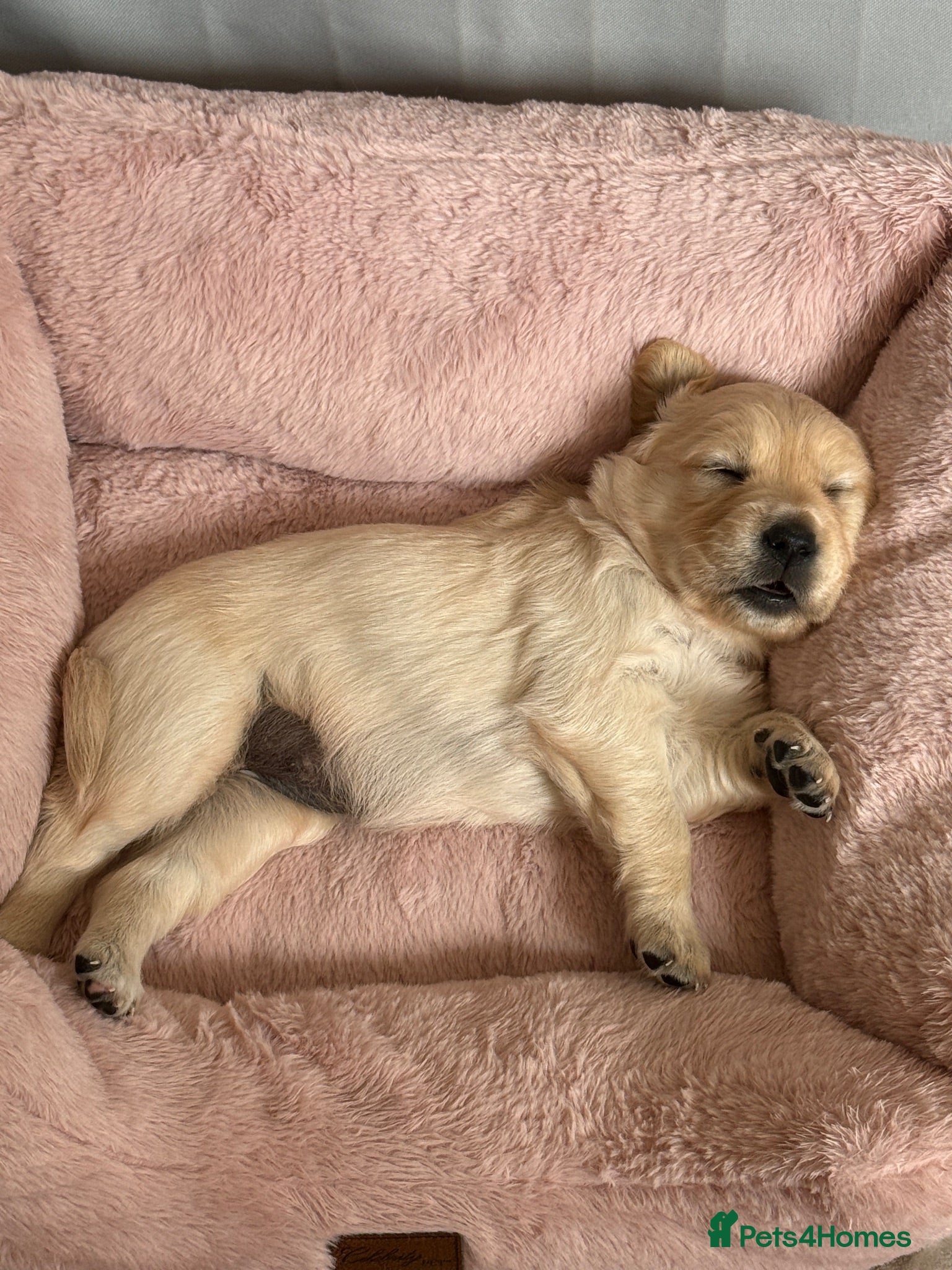 Golden Retriever dogs KC registered golden retriever puppies - Advert 1