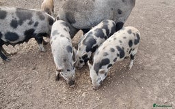 Pig livestock for sale: Minature Piglets - Image 5