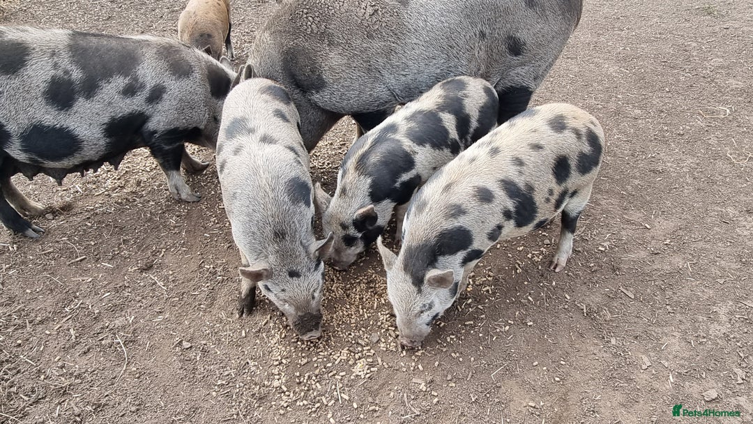 Pig livestock for sale: Minature Piglets - Image 5
