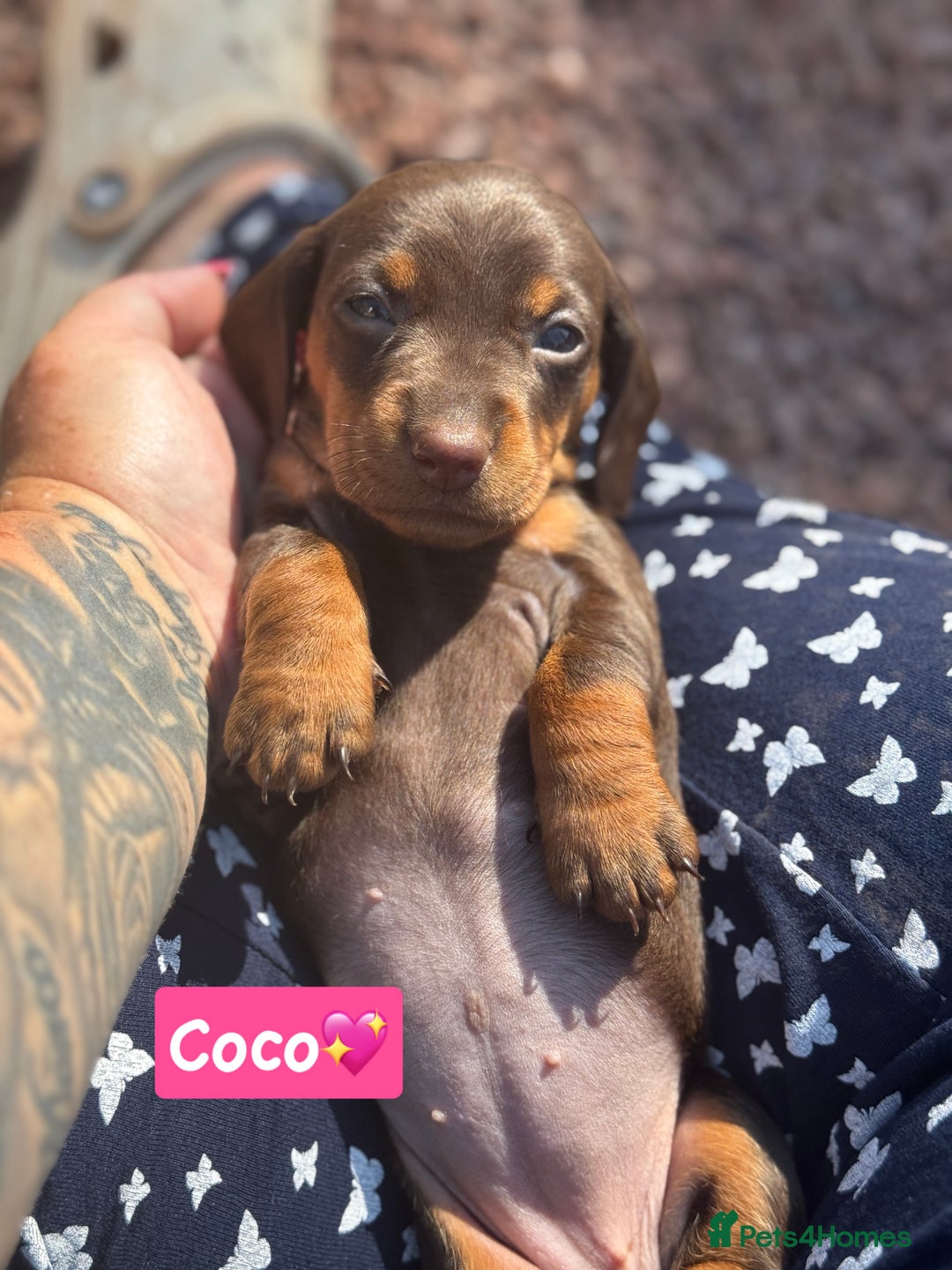Miniature Dachshund dogs for sale: Miniature dachshund  - Image 7