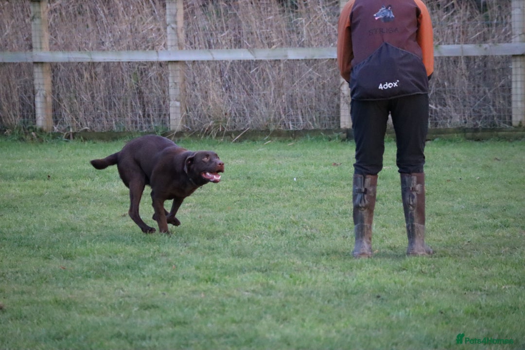 Labrador Retriever dogs for sale: Chocolate lab female  - Advert 19