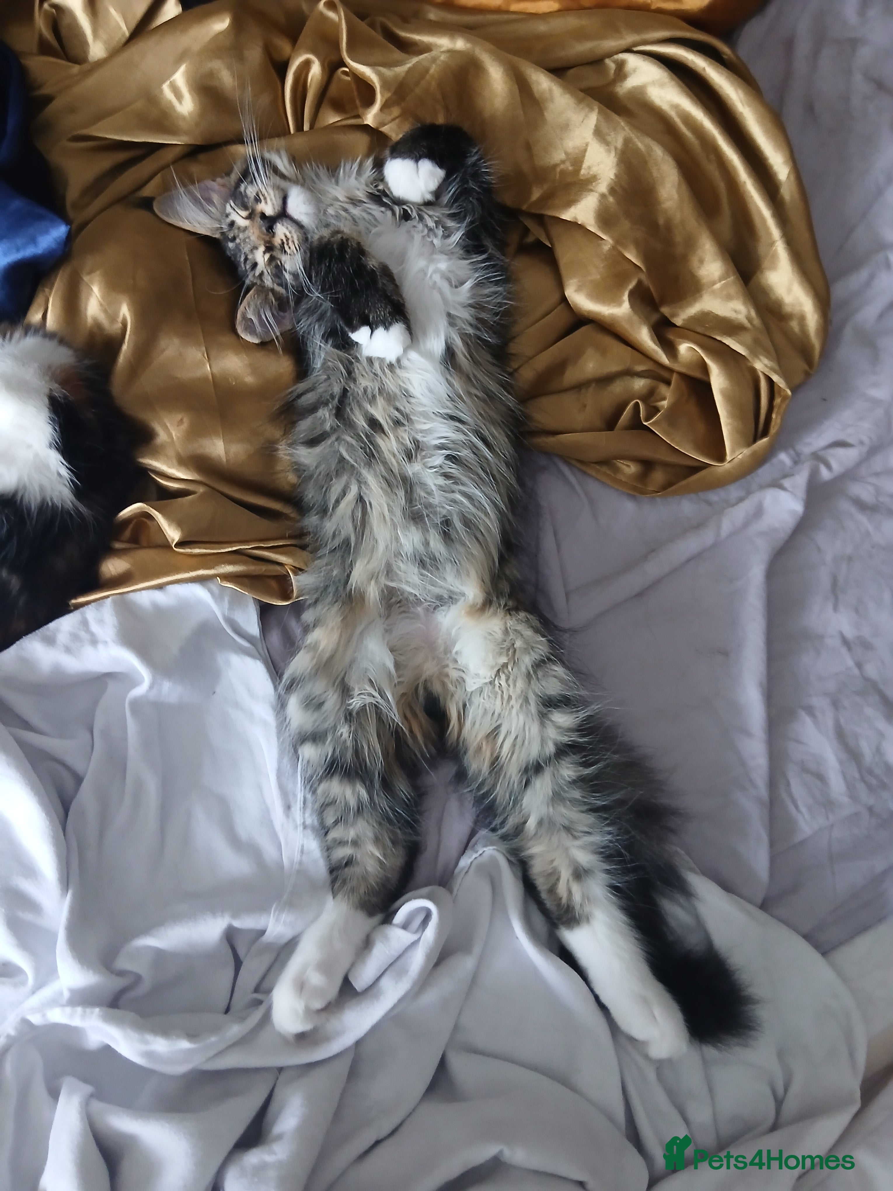 Maine Coon cats Maine Coon Kittens for Sale - Advert 5