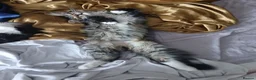 Maine Coon cats for sale: Maine Coon Kittens for Sale - Advert 16