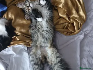 Maine Coon cats Maine Coon Kittens for Sale - Advert 5