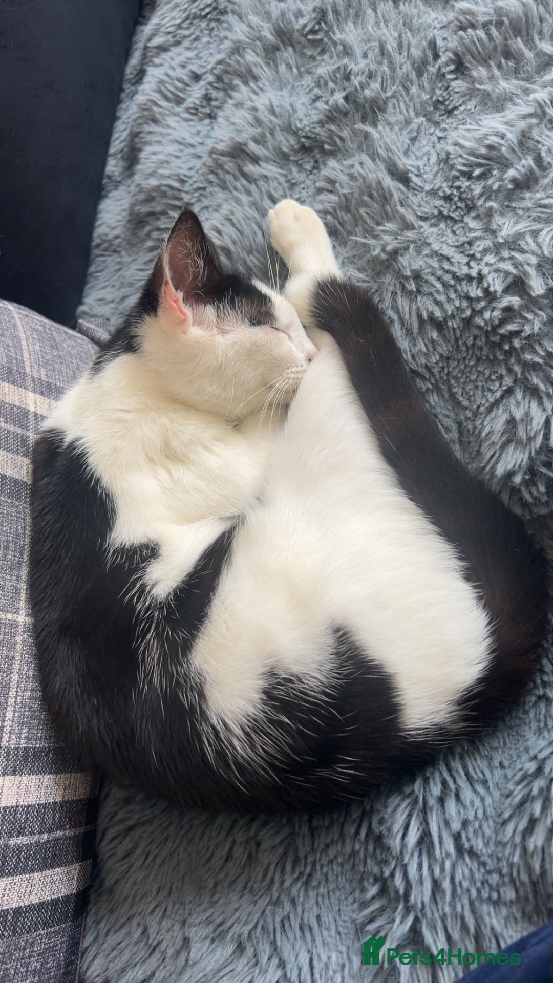 British Shorthair cats for sale: 2 kittens for rehome - Image 2