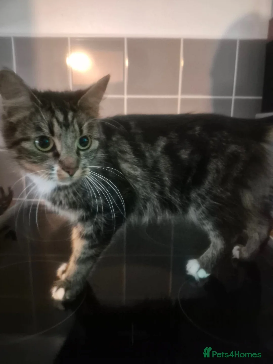 Mixed Breed cats for sale: 2 kittens ready for new home in Dudley - Advert 2