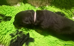 Rottweiler dogs for sale: Rottweiler Puppies  - Image 5